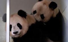 Bientôt un nouveau bébé panda au zoo de Beauval ?