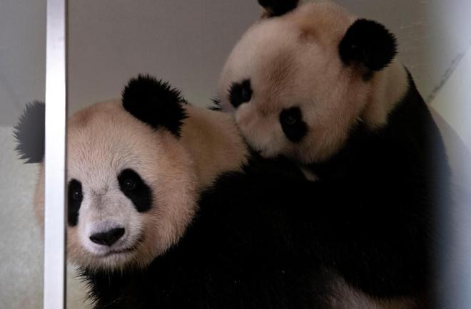 Bientôt un nouveau bébé panda au zoo de Beauval ?