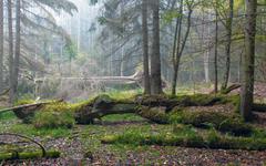 Pologne. Dans la forêt de Bialowieza, une menace plane sur la biodiversité