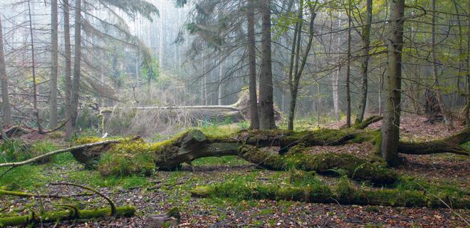 Pologne. Dans la forêt de Bialowieza, une menace plane sur la biodiversité