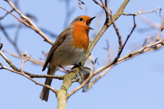 Eau qui coule, chants d’oiseaux... Les sons naturels sont bons pour la santé
