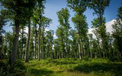 Environnement : Polony dénonce "le massacre" des forêts provoqué par des vols de bois