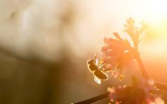 Pollinator Park, le scénario « apocalyptique » d’un monde sans abeilles