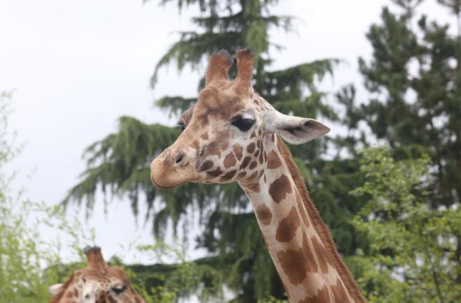 Animaux sauvages : le confinement, une aubaine pour les braconniers