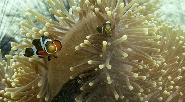 Espagne : Ces plongeurs restaurent le récif corallien