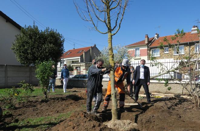 A Maisons-Alfort, 1 000 arbres plantés gratuitement chez les particuliers