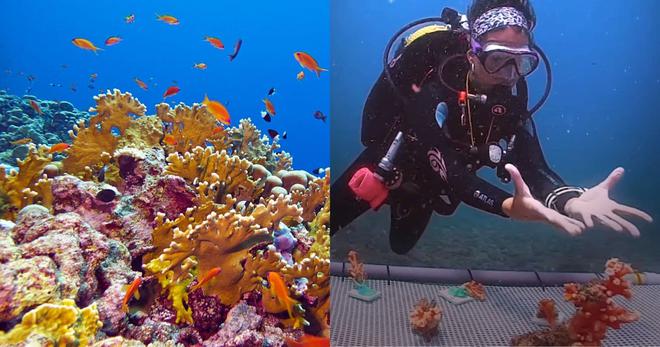 VIDÉO. Espagne : ces plongeurs partent au secours d’un récif corallien