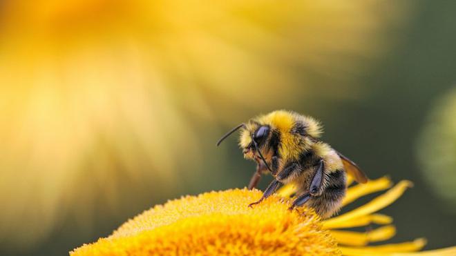 Moins de papillons et d’abeilles : une étude pointe l’agriculture intensive