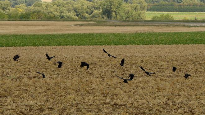 Dans l’Aisne, chasseurs et agriculteurs s’unissent contre les corbeaux