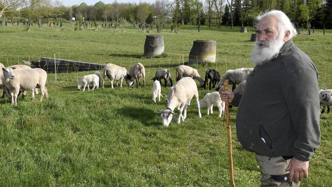 Toulouse : aux Argoulets, un berger et ses animaux installés pour 3 mois