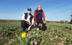 Les tulipes de l'espoir sortent de terre grâce au Rotary club de Blois