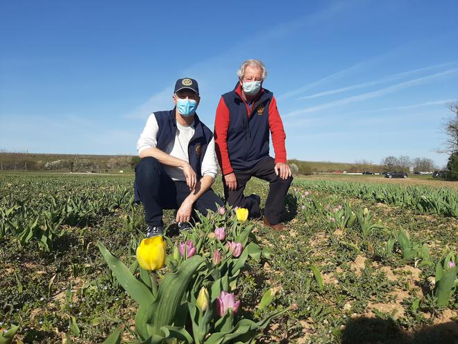 Les tulipes de l'espoir sortent de terre grâce au Rotary club de Blois