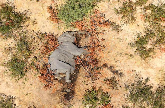 Botswana : la chasse à l’éléphant est ouverte