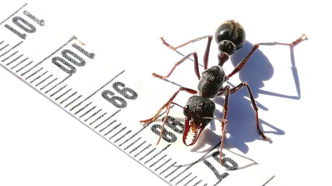Pourquoi cette fourmi a un génome unique