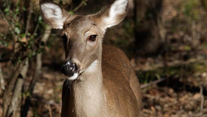 Vaucluse : une biche meurt après avoir été traquée par des chasseurs jusqu'à une agence Pôle Emploi