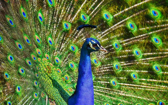 Les couleurs éclatantes dans le monde animal en cinq exemples