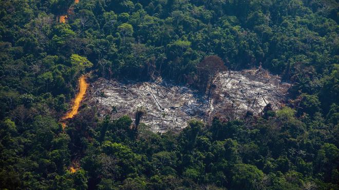 ÉCOLOGIE, LE LIVE | L'UE deuxième responsable de la déforestation liée aux importations après la Chine