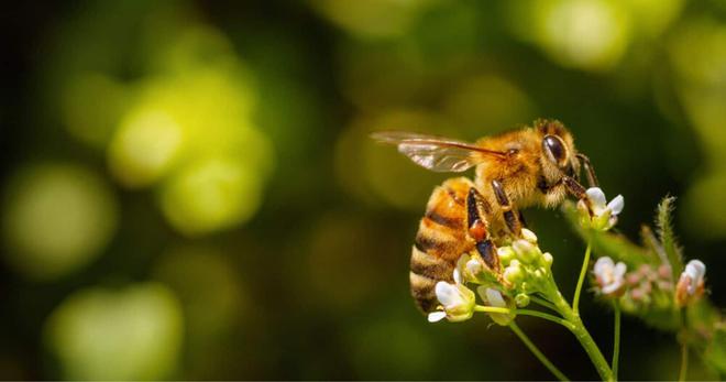 Au jardin ou sur vos balcons : 5 écogestes simples et essentiels pour protéger les abeilles
