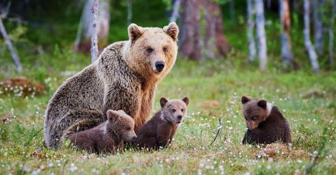 Pyrénées : un baby-boom chez les ours en 2020