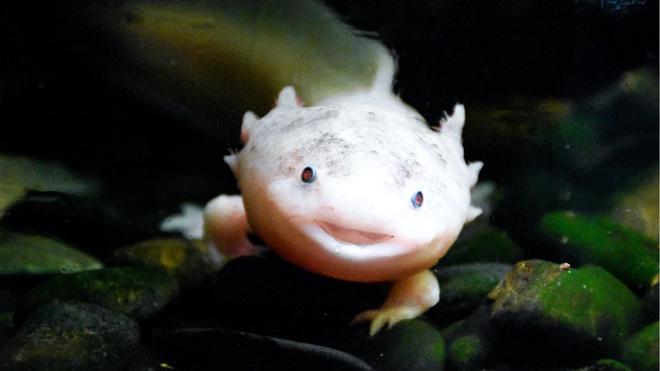 Et si décrypter le génome de l’axolotl permettait de se régénérer comme cette espèce ?