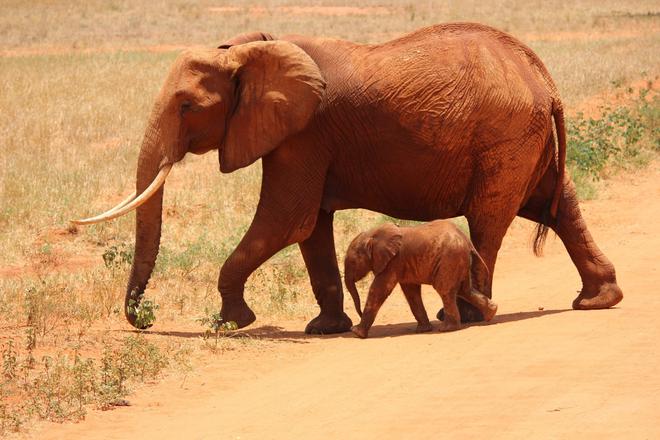 Un nouvel espoir pour les éléphants des forêts d’Afrique ?
