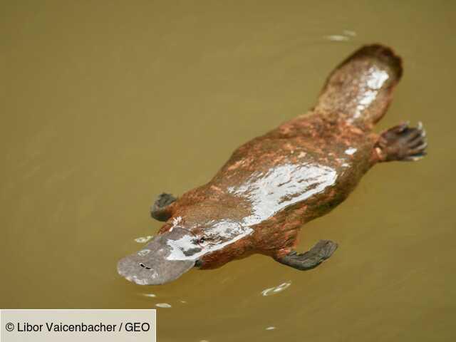 L'ornithorynque n'a pas seulement une étrange apparence, il est aussi... fluorescent