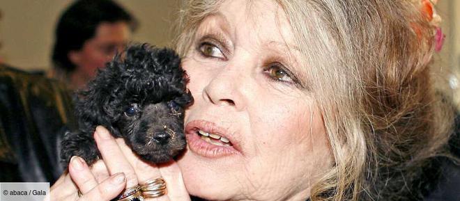 Brigitte Bardot « terriblement seule », elle lance un cri du coeur