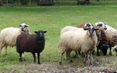Nouvelle saison d’éco-pâturage à la Bastille et au parc des Champs-Élysées de Grenoble