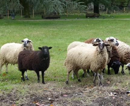 Nouvelle saison d’éco-pâturage à la Bastille et au parc des Champs-Élysées de Grenoble
