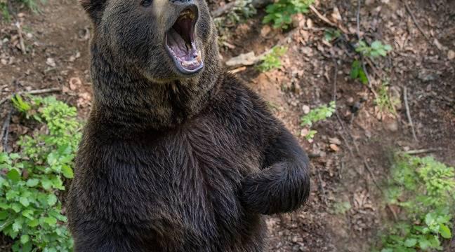 Pyrénées : Un ours se serait attaqué à une bergerie