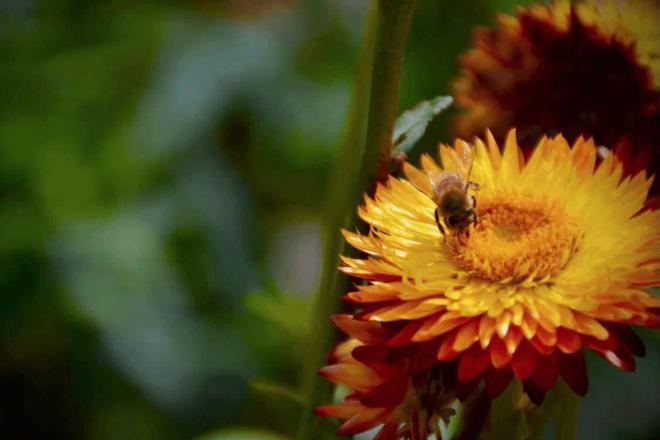 Nancy-Métropole : Les  espaces verts urbains, nouveau refuge des pollinisateurs