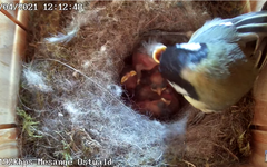 Filmées en direct, on peut observer des mésanges grandir dans leur nid à Ostwald