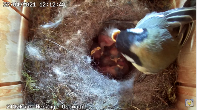 Filmées en direct, on peut observer des mésanges grandir dans leur nid à Ostwald