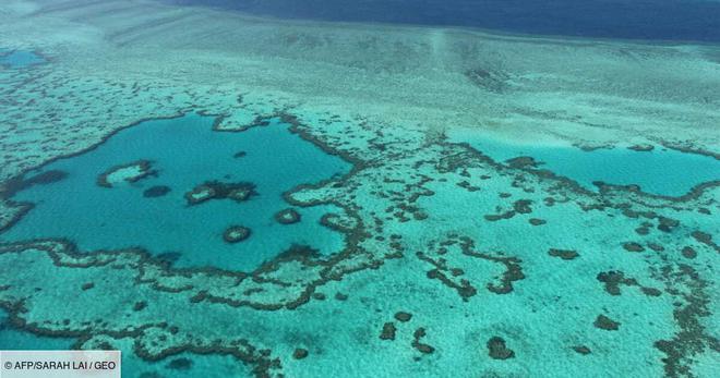 Australie: des techniques pour "ralentir de 20 ans" la disparition de la Grande barrière de corail