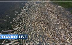 Des tonnes de poissons morts échouent sur les rives d'un lac fortement pollué au Liban