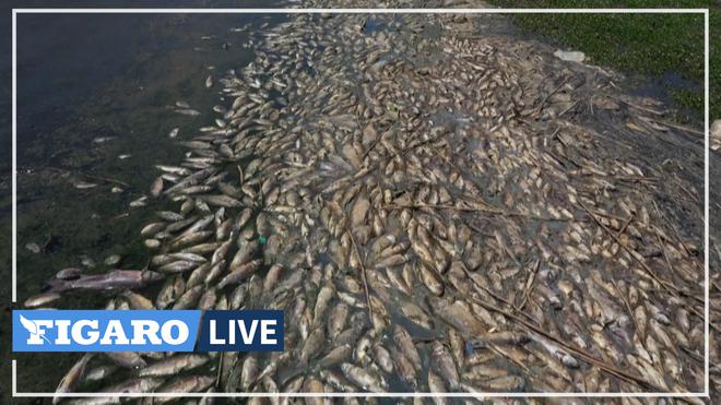 Des tonnes de poissons morts échouent sur les rives d'un lac fortement pollué au Liban