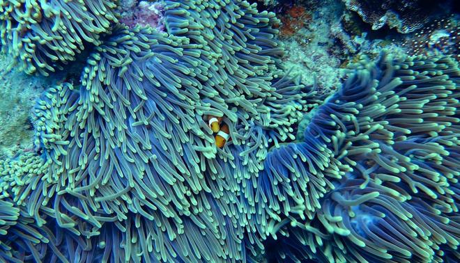 Ces techniques pourraient « ralentir de 20 ans » la disparition de la Grande Barrière de corail