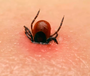 Les tiques : attention les tests de dépistage du Lyme ne sont pas fiables à 100%