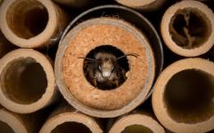 BeeHome : sauvez la planète, adoptez des abeilles !