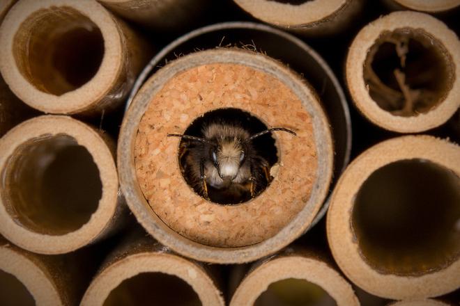 BeeHome : sauvez la planète, adoptez des abeilles !