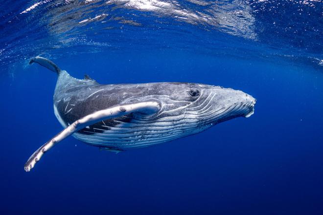Peut-on sauver Waly, le baleineau perdu en Méditerranée ?