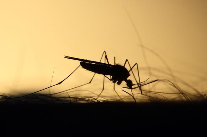 Cette startup déploie des moustiques génétiquement modifiés, ils seront 750 millions