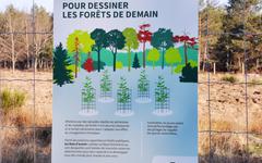 La forêt d’Orléans se réinvente pour survivre au changement climatique