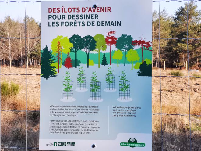 La forêt d’Orléans se réinvente pour survivre au changement climatique