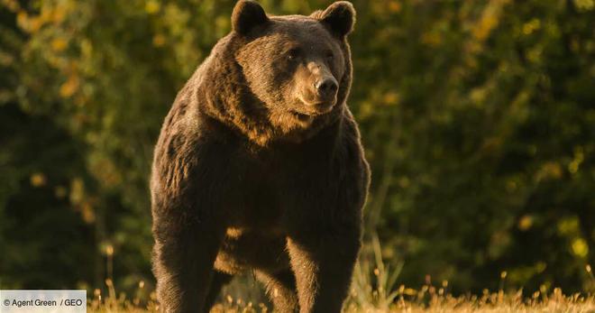 Un prince du Liechtenstein accusé d'avoir abattu le plus grand ours de Roumanie