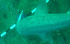 Spyfish Aotearoa, un projet de machine learning pour la reconnaissance d’espèces marines