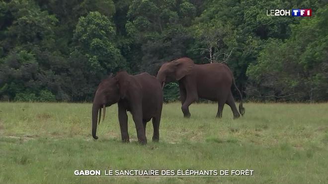 À la découverte des éléphants de forêt au Gabon