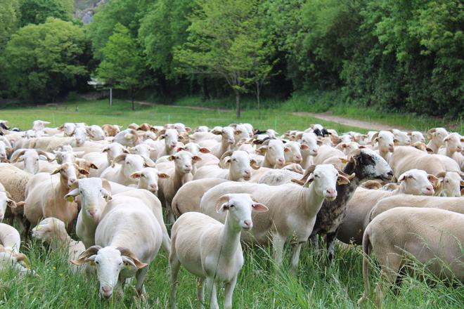 UZÈS Plus de 300 brebis ont pris leurs quartiers dans la vallée de l’Eure