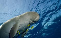 Australie : L'université de Murdoch étudie les dugongs avec des mini-drones