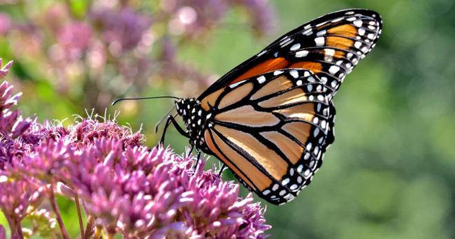 Jardinage : 7 conseils naturels pour attirer les papillons dans son jardin ou sur son balcon